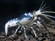 Blue Dragon Crayfish (Procambarus clarkii “Blue Dragon"), Tank-Bred