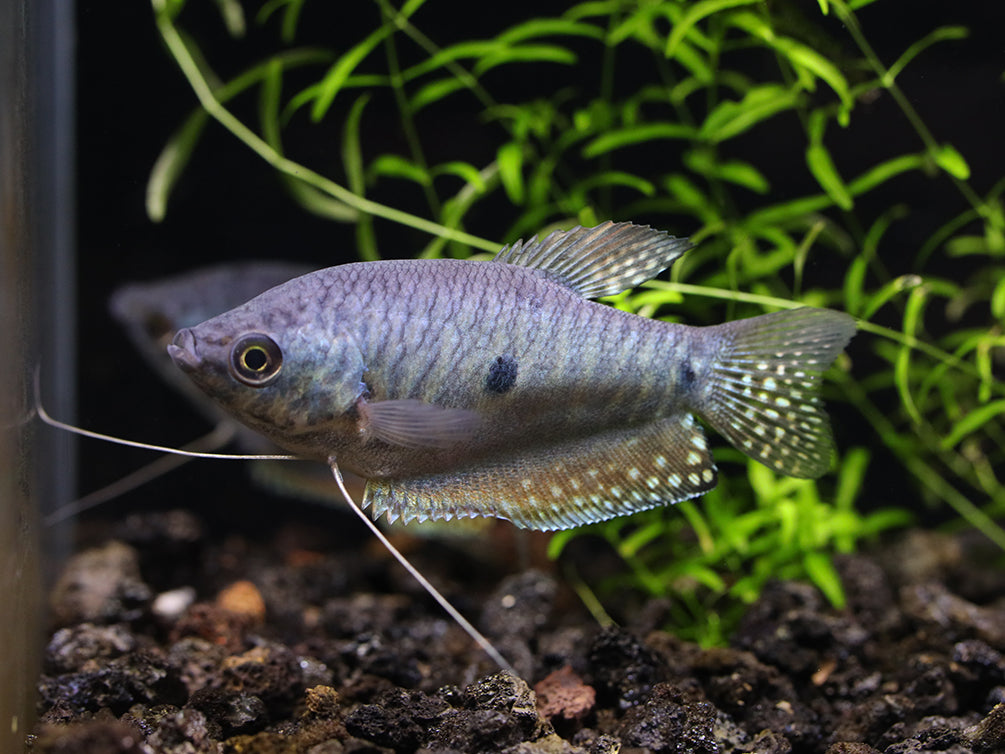 Blue Gourami (Trichopodus trichopterus) - Tank Bred