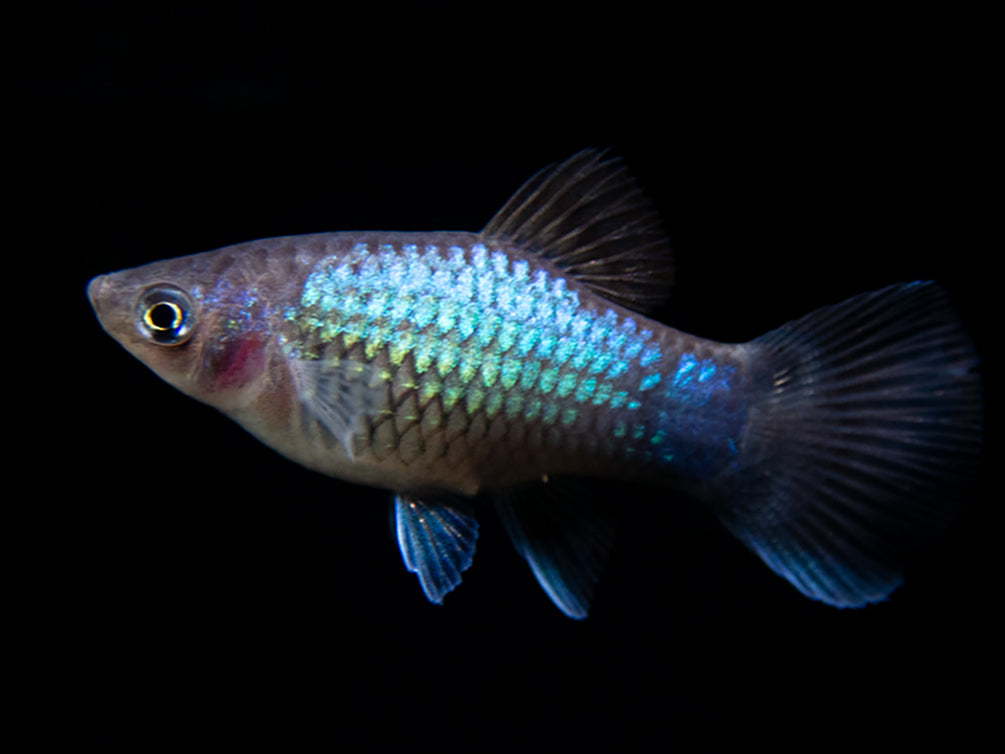 Platies - Blue Mickey Mouse Platy (Xiphophorus maculatus) 4cm - Aquarium  Central