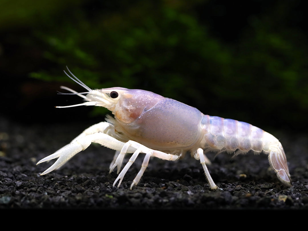 Blue Ghost Crayfish (Procambarus clarkii “Blue Ghost"), Tank-Bred