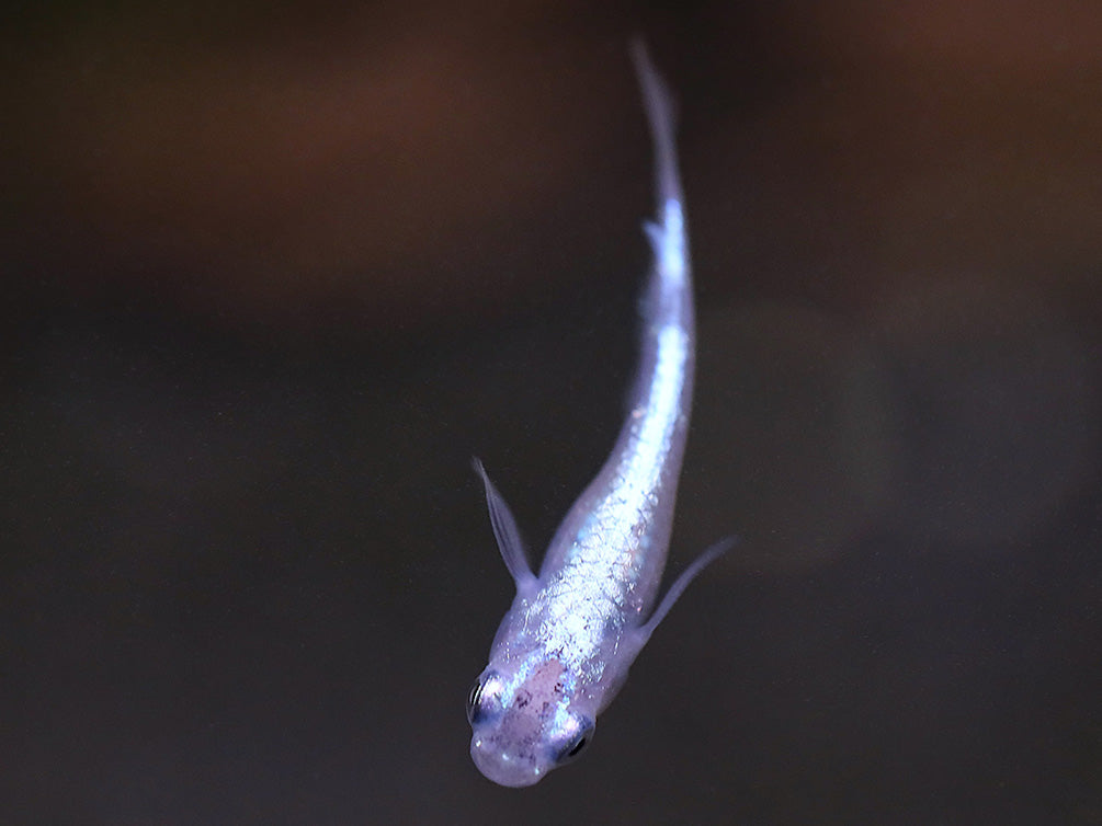 Blue Miyuki Medaka Ricefish aka Japanese Ricefish/Killifish (Oryzias latipes), Tank-Bred