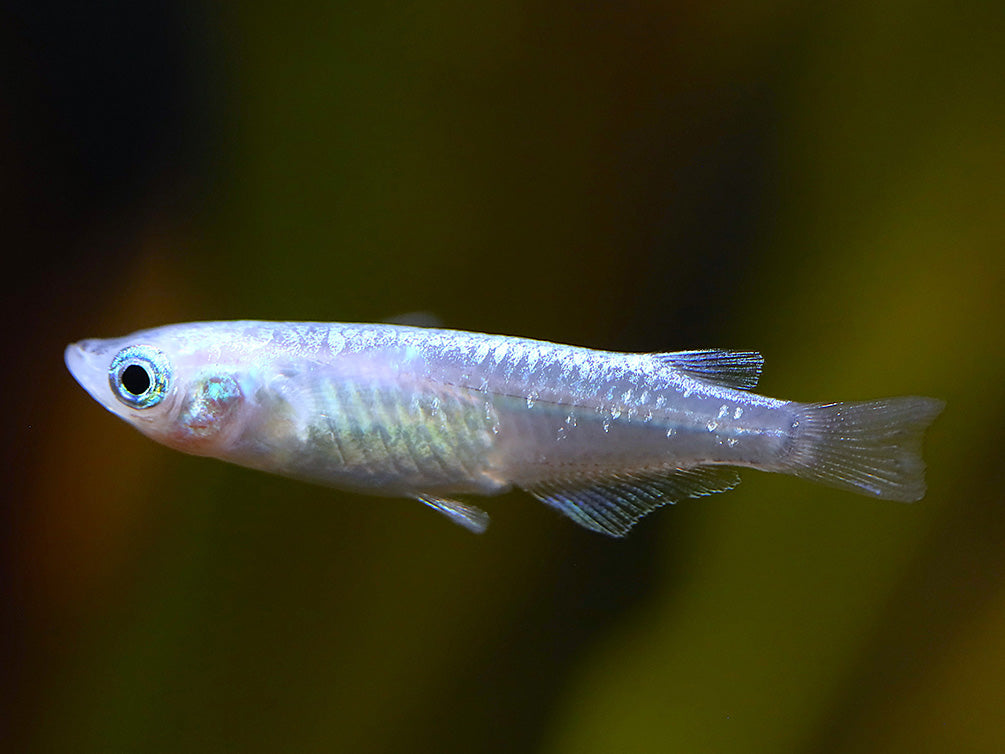 Blue Miyuki Medaka Ricefish aka Japanese Ricefish/Killifish (Oryzias latipes), Tank-Bred