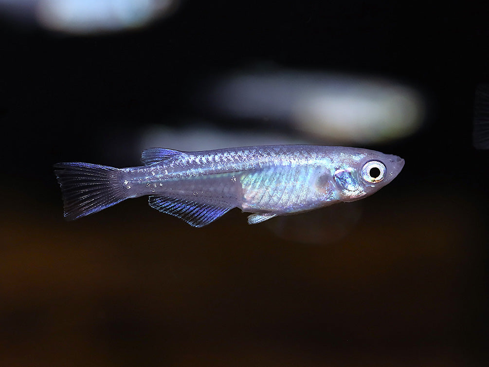 Blue Miyuki Medaka Ricefish aka Japanese Ricefish/Killifish (Oryzias latipes), Tank-Bred