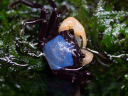 White Arm Blue Borneo Crab (Thaksinthelphusa sp. ' White Arm Blue Borneo')
