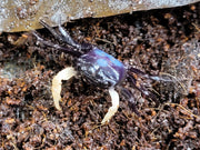 White Arm Blue Borneo Crab (Thaksinthelphusa sp. ' White Arm Blue Borneo')