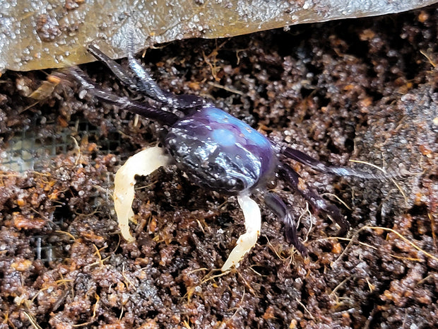 White Arm Blue Borneo Crab (Thaksinthelphusa sp. &