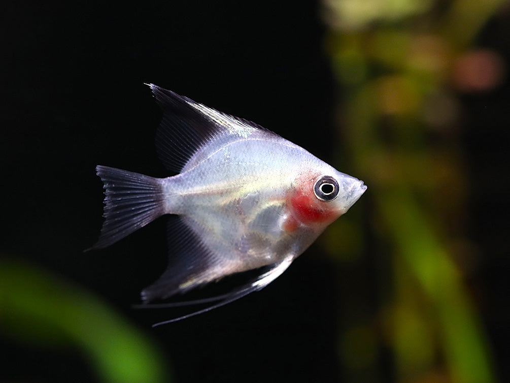 Blushing Blue Ghost Angelfish (Pterophyllum scalare) – Tank Bred