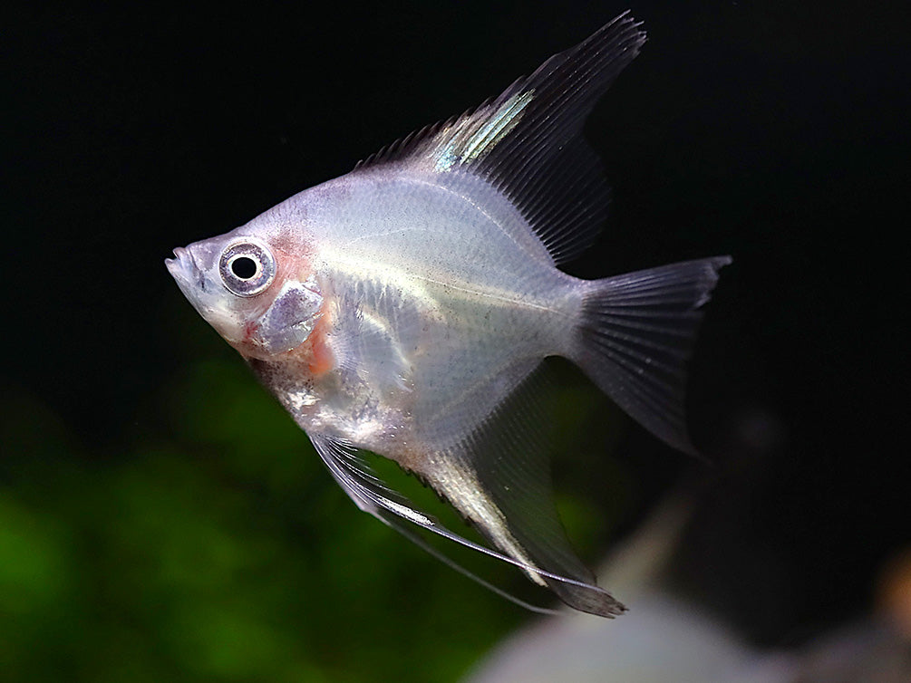 Blushing Blue Ghost Angelfish (Pterophyllum scalare) – Tank Bred