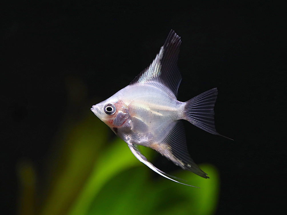 Blushing Blue Ghost Angelfish (Pterophyllum scalare) – Tank Bred
