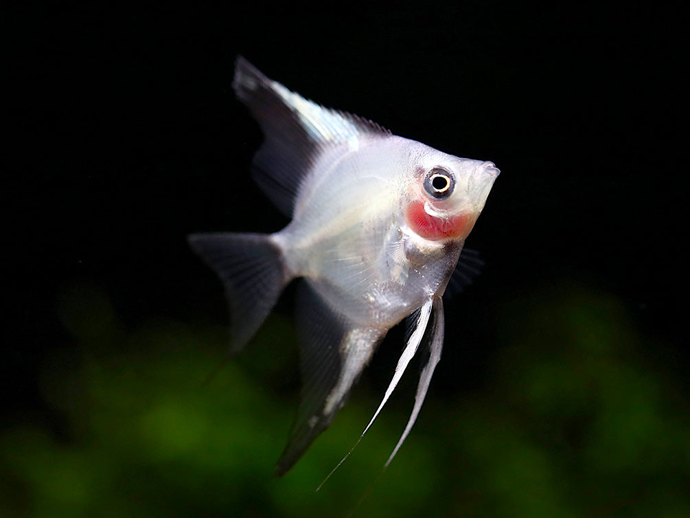 Blushing Blue Ghost Angelfish (Pterophyllum scalare) – Tank Bred