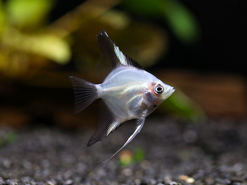 Blushing Blue Ghost Angelfish (Pterophyllum scalare) – Tank Bred