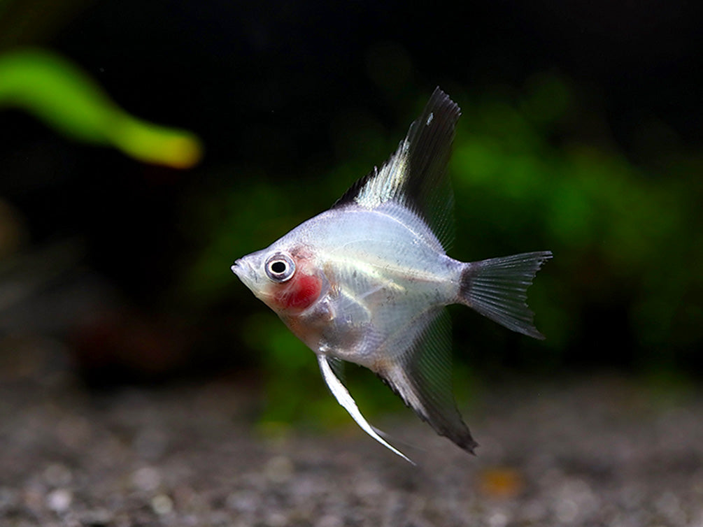 Blushing Blue Ghost Angelfish (Pterophyllum scalare) – Tank Bred