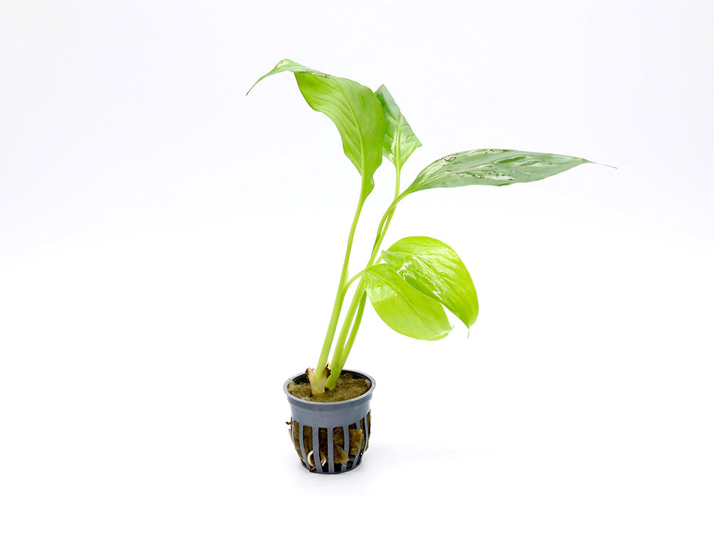 Brazilian Sword (Spathiphyllum sp.)