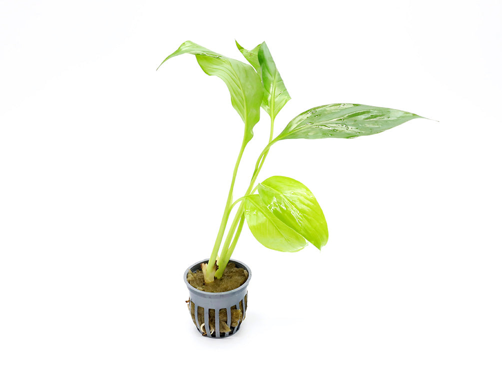 Brazilian Sword (Spathiphyllum sp.)