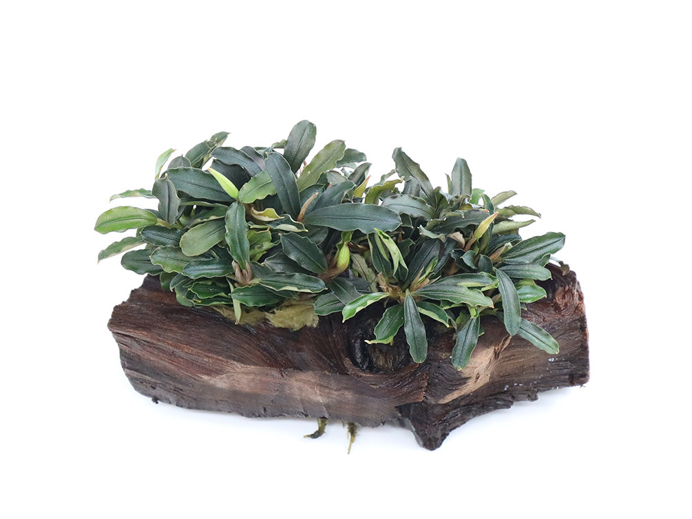 Bucephalandra Dwarf Mix on Pterocarpus Wood