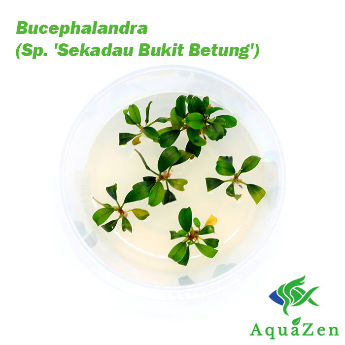 Bucephalandra (Sp. 'Sekadau Bukit Betung') - Tissue Culture