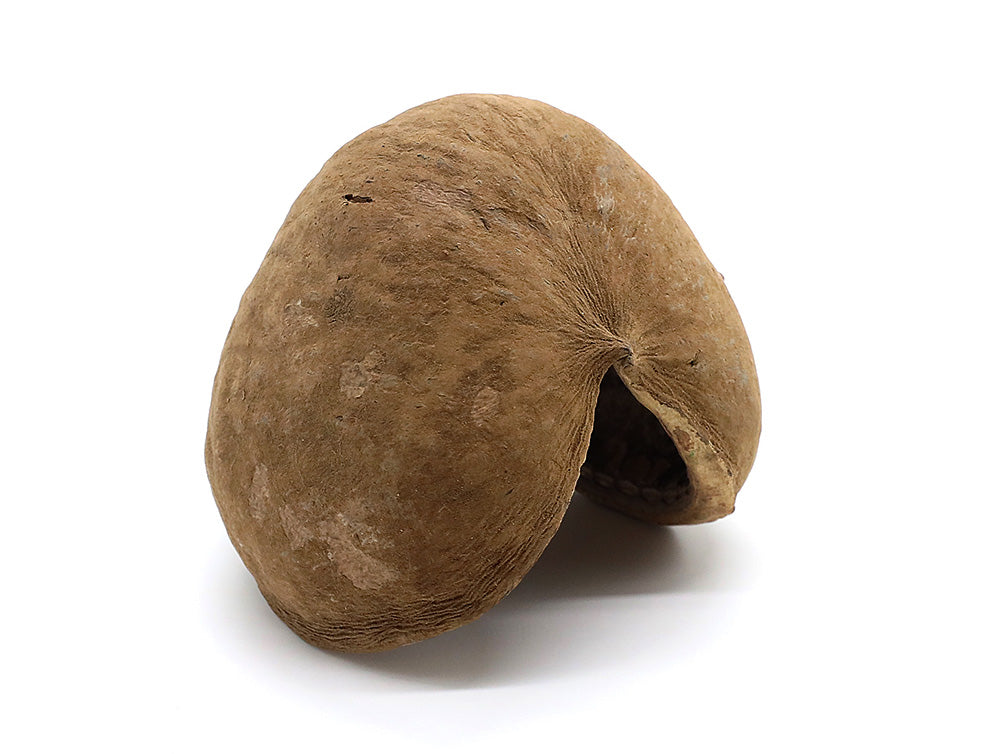 Aquatic Arts Buddha / Nut Pods — Dried Botanicals