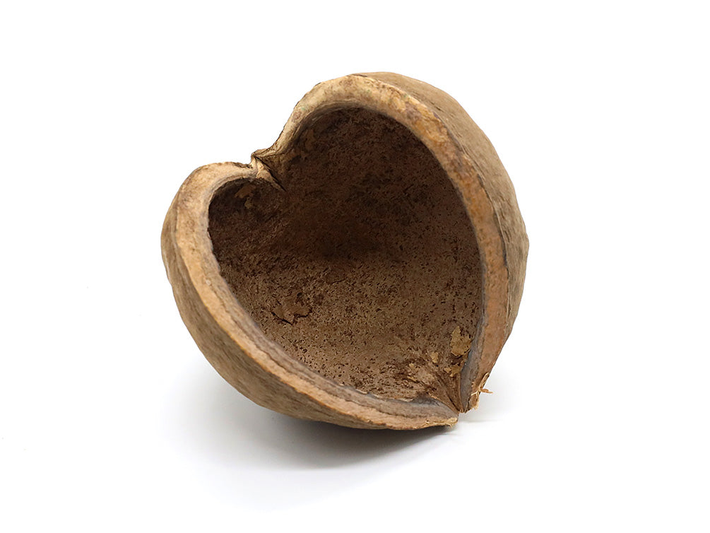 Aquatic Arts Buddha / Nut Pods — Dried Botanicals