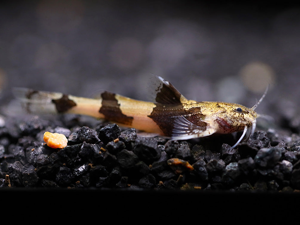 Burmese Marble Catfish (Akysis prashadi)