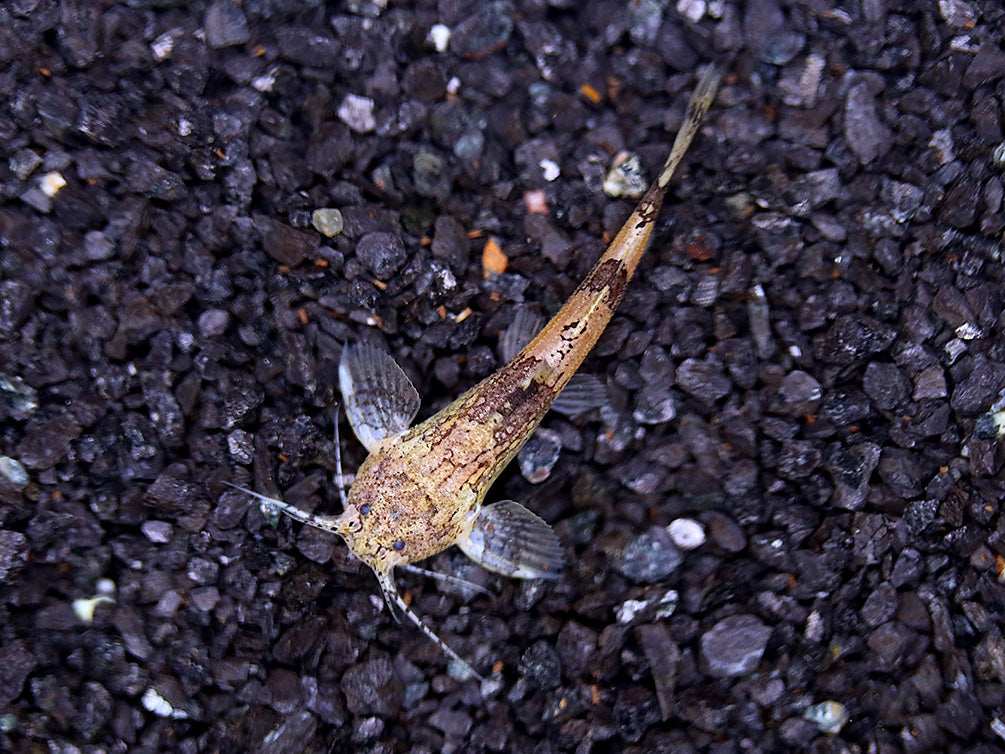 Burmese Marble Catfish (Akysis prashadi)