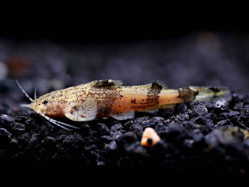 Burmese Marble Catfish (Akysis prashadi)