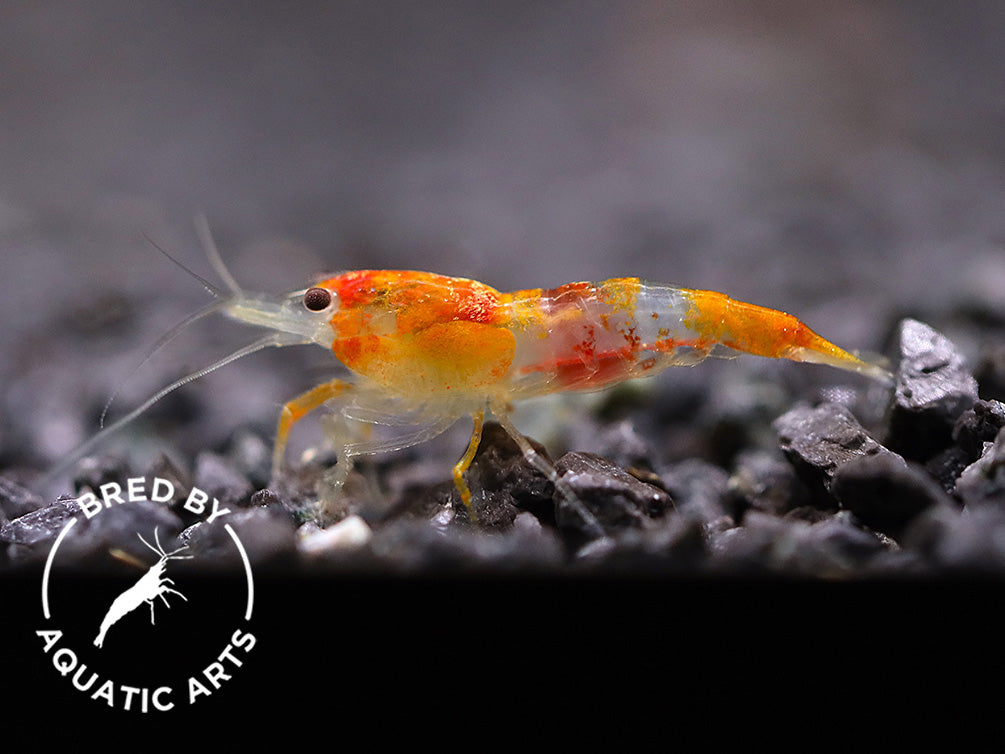 Calico Sunkist Shrimp (Neocaridina davidi) – Bred by Aquatic Arts