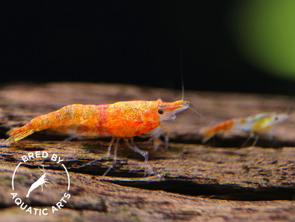 Calico Sunkist Shrimp (Neocaridina davidi) – Bred by Aquatic Arts