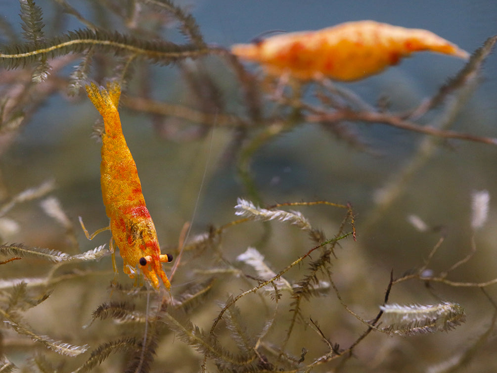 20+2 Sunkist Freshwater Neocaridina Aquarium Shrimp - Live Guarantee