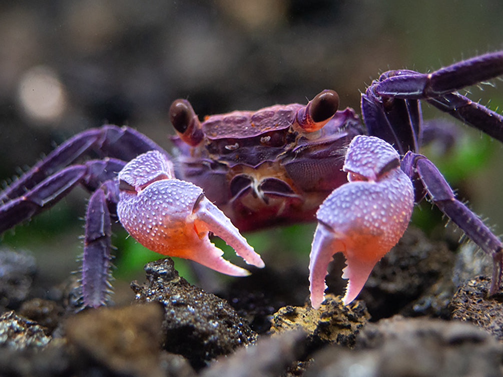 White Gloves Vampire Crab (Geosesarma sp)