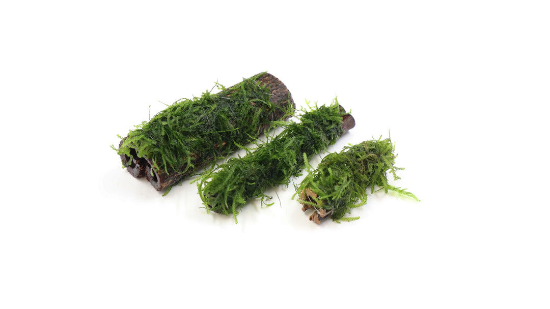 Neocaridina Shrimp, Buce, and Moss Combo Packs