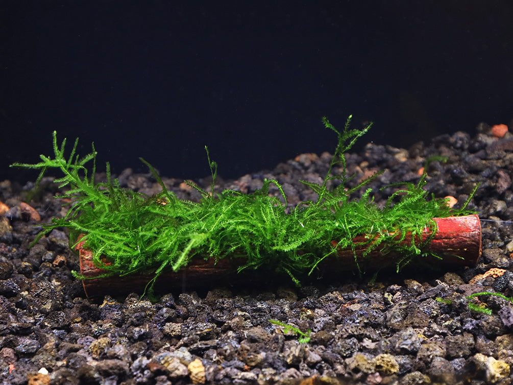 Neocaridina Shrimp, Buce, and Moss Combo Packs