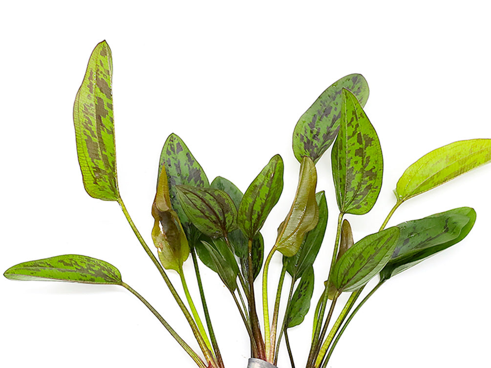 Chocolate Marble Sword Plant (Echinodorus sp. 'Chocolate Marble') – Ba –  Aquatic Arts