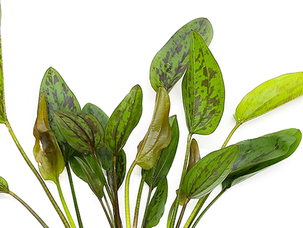 Chocolate Marble Sword Plant (Echinodorus sp. ‘Chocolate Marble’) – Bareroot or Potted
