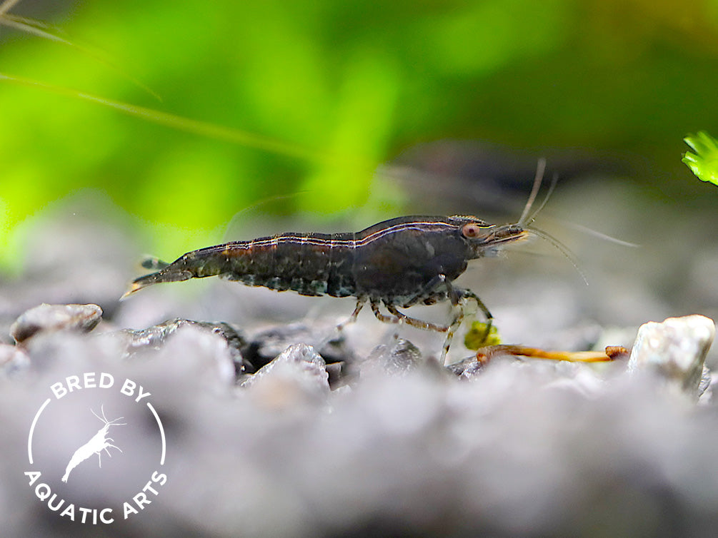 Assorted Chocolate Shrimp (Neocaridina davidi) – BREDBY: Aquatic Arts