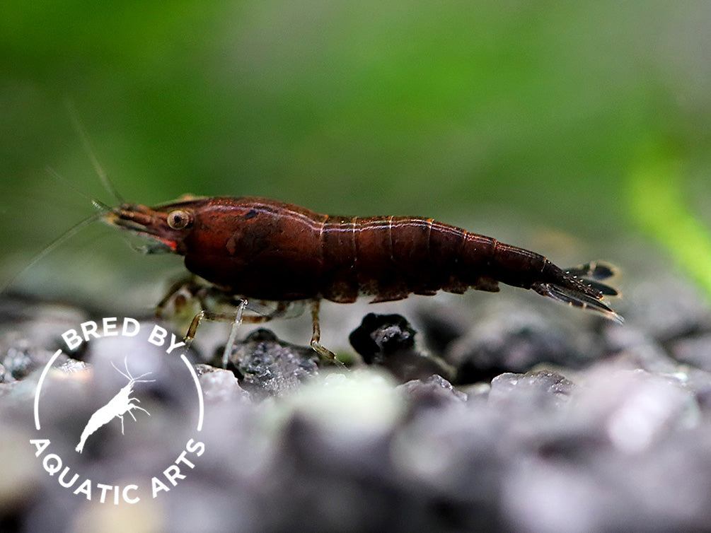 Assorted Chocolate Shrimp (Neocaridina davidi) – BREDBY: Aquatic Arts