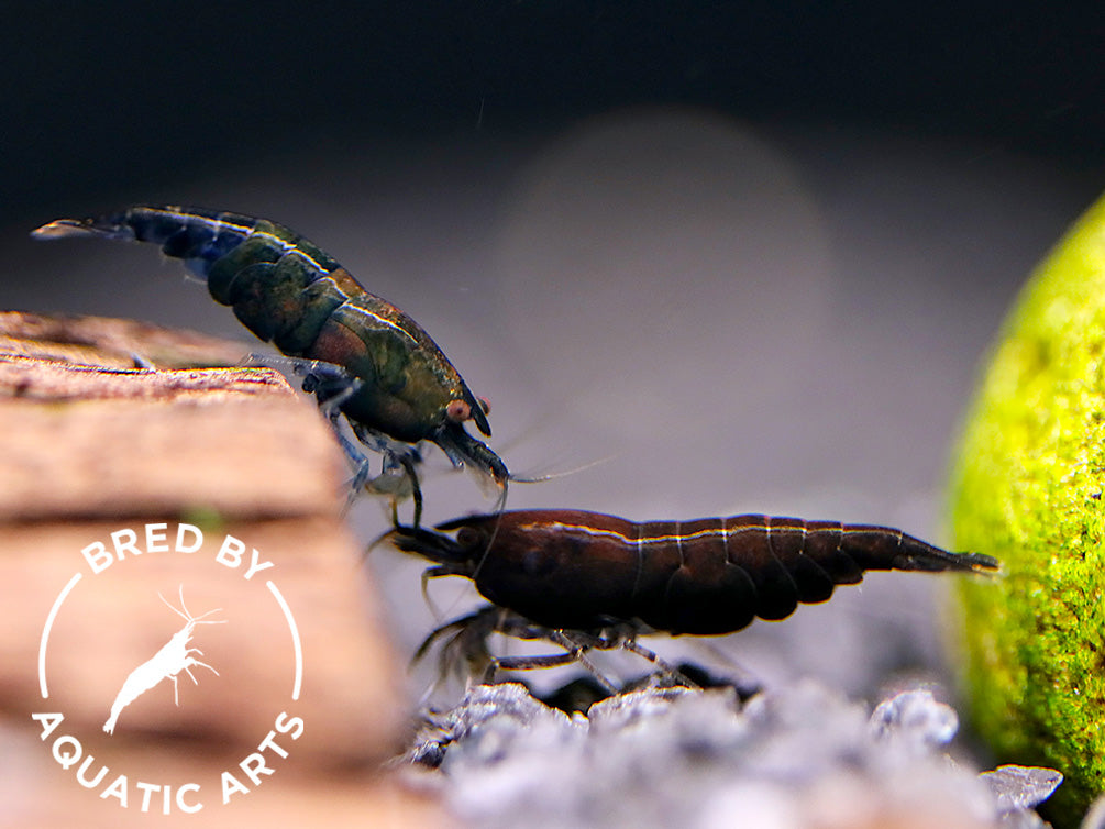 Assorted Chocolate Shrimp (Neocaridina davidi) – BREDBY: Aquatic Arts
