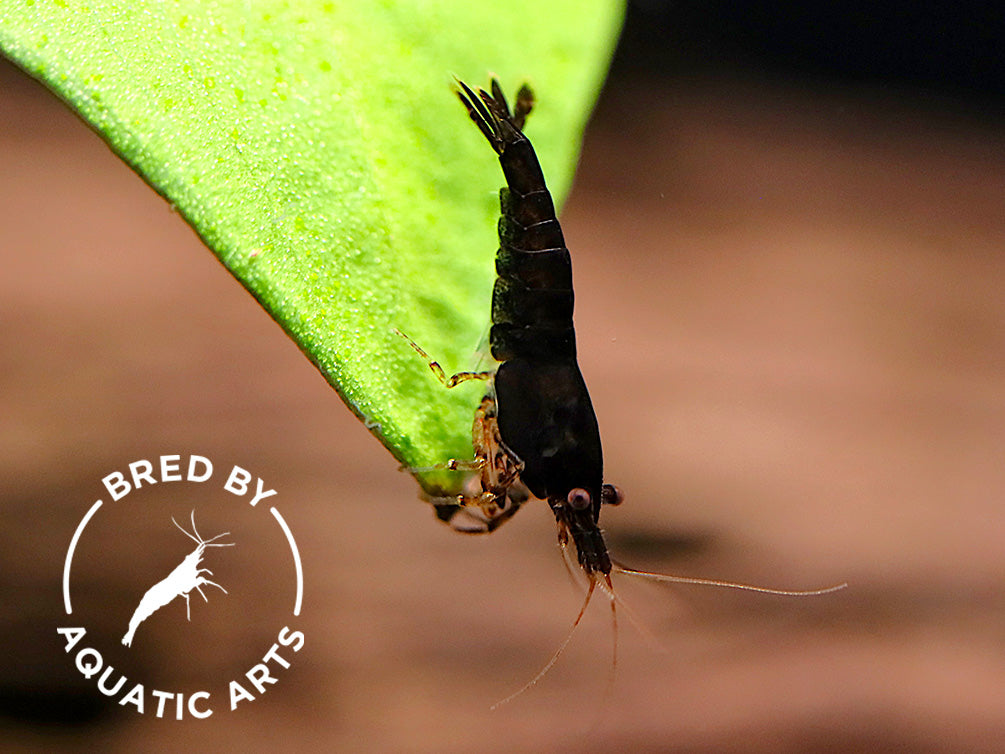 Assorted Chocolate Shrimp (Neocaridina davidi) – BREDBY: Aquatic Arts