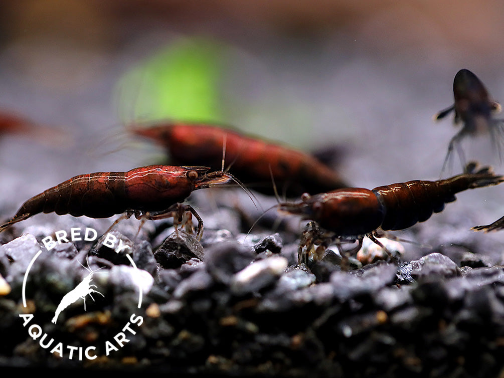Assorted Chocolate Shrimp (Neocaridina davidi) – BREDBY: Aquatic Arts