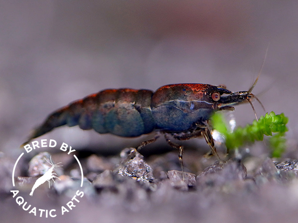 Assorted Chocolate Shrimp (Neocaridina davidi) – BREDBY: Aquatic Arts