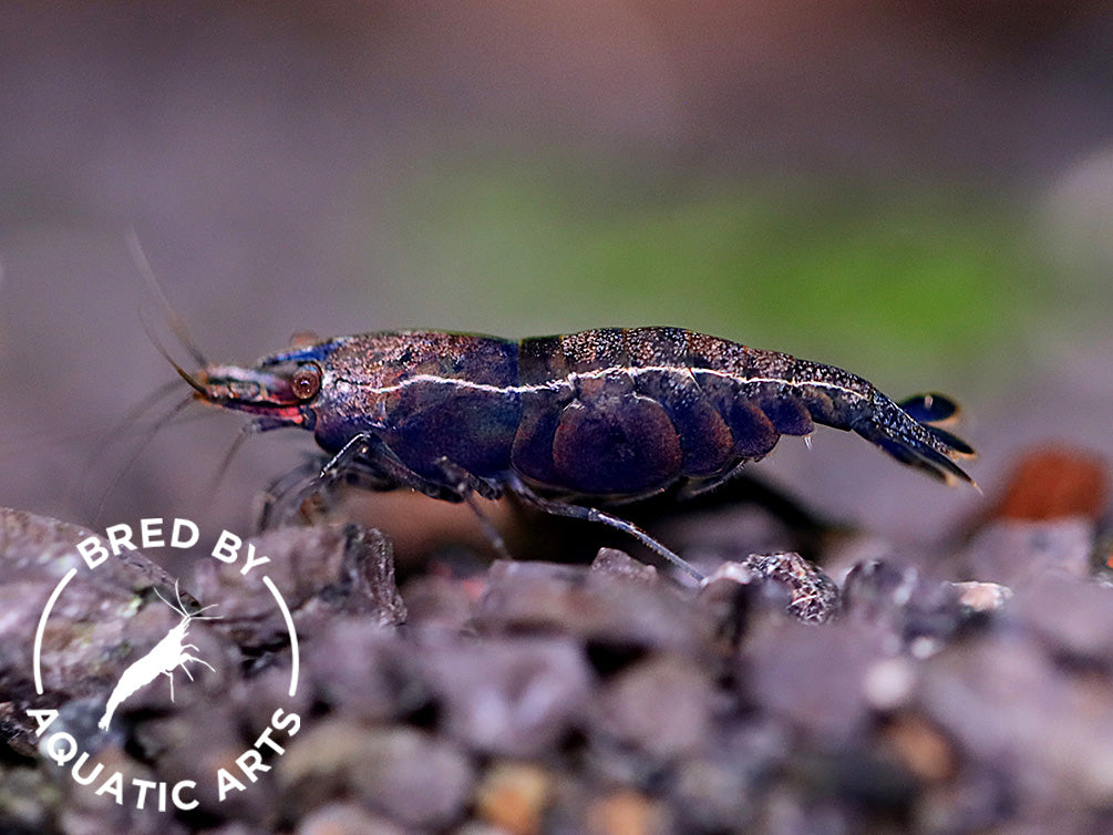 Assorted Chocolate Shrimp (Neocaridina davidi) – BREDBY: Aquatic Arts