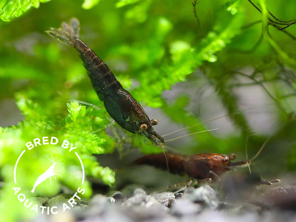 Assorted Chocolate Shrimp (Neocaridina davidi) – BREDBY: Aquatic Arts