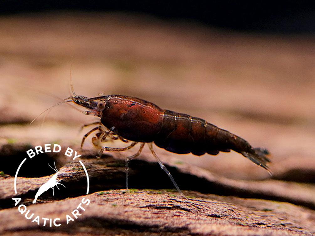 Assorted Chocolate Shrimp (Neocaridina davidi) – BREDBY: Aquatic Arts