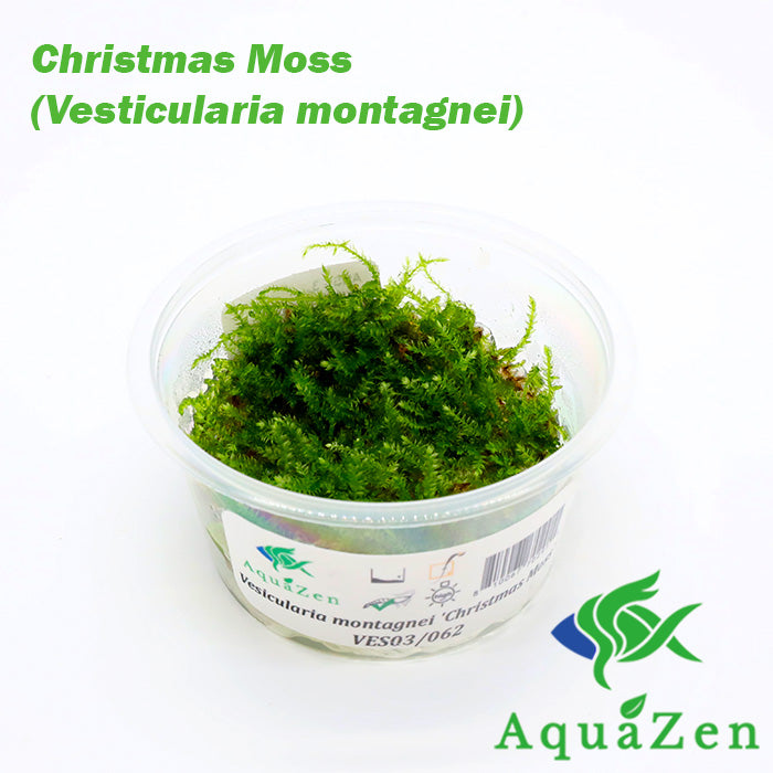 Christmas Moss AKA Xmas Moss (Vesicularia montagnei, FKA V. dubyna) Tissue Culture