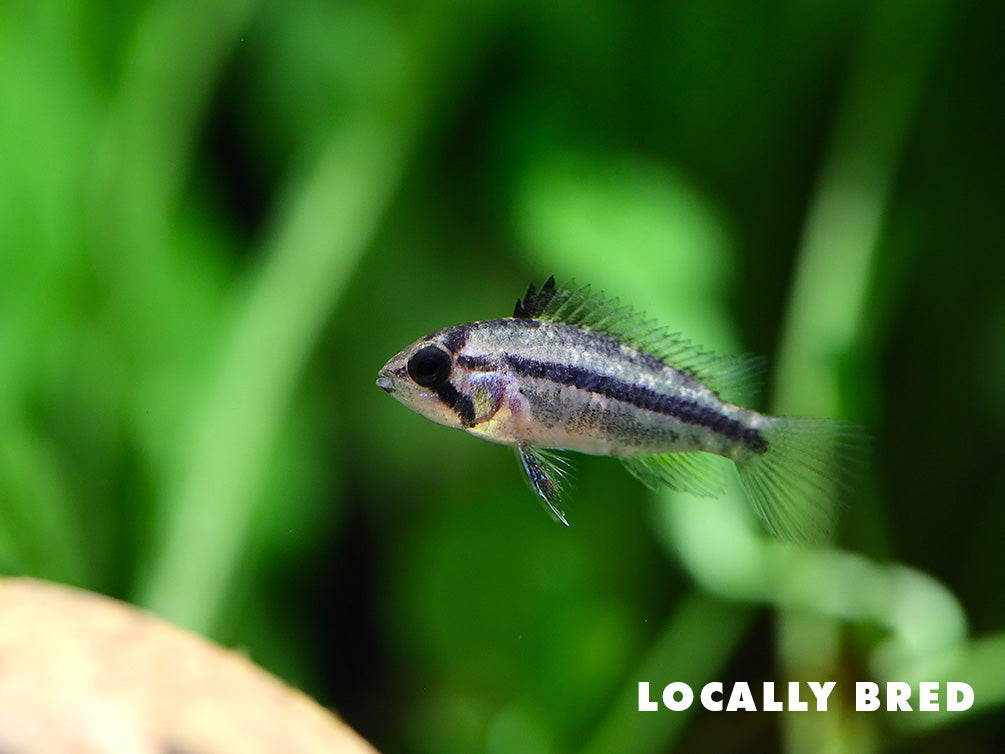Cockatoo Dwarf Cichlid (Apistogramma cacatuoides) – Aquatic Arts