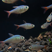 Red and Blue Colombian Tetra (Hyphessobrycon columbianus) - Tank Bred!