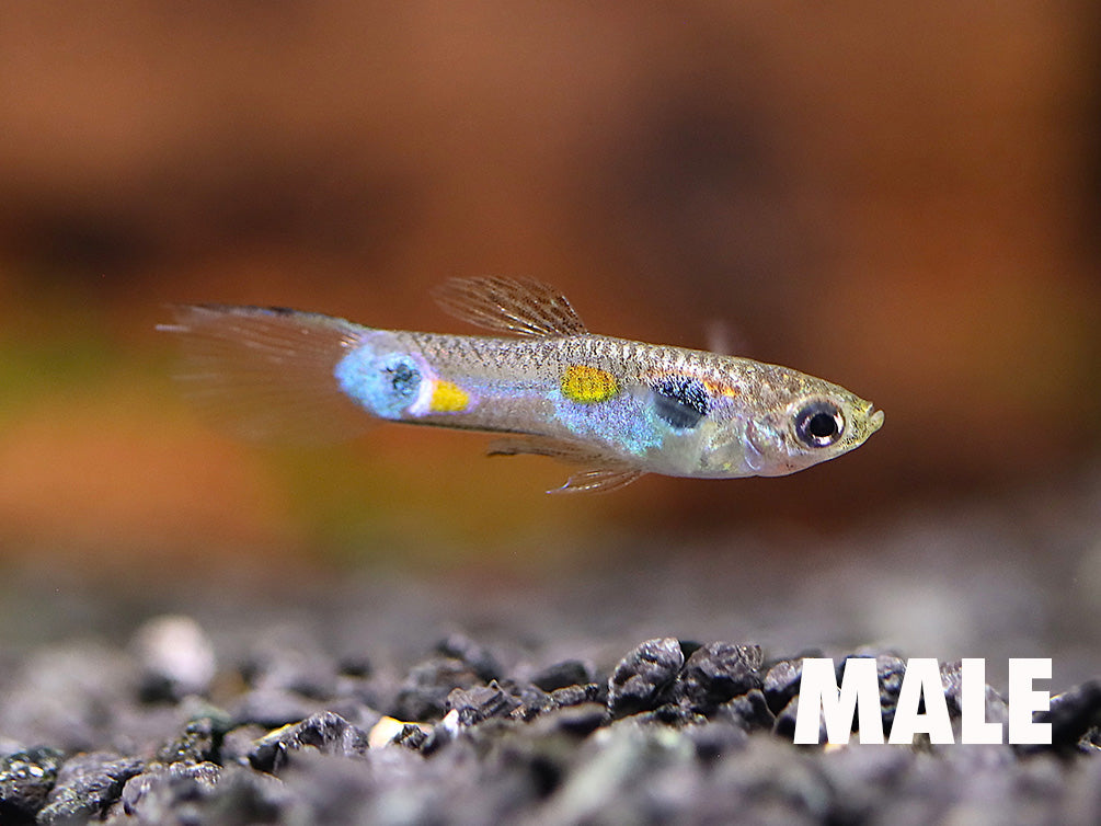 Columbian Wild Type Guppy (F1 Tank Bred) | Natural Guppies