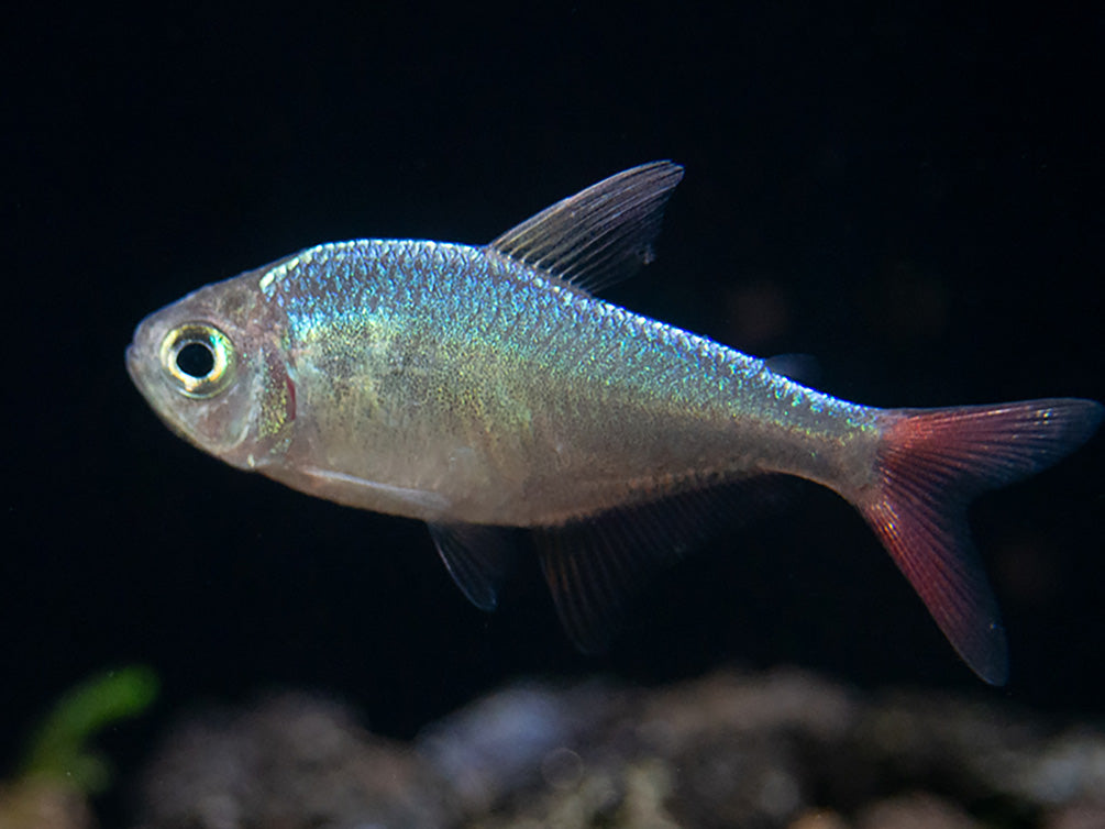Red and Blue Colombian Tetra (Hyphessobrycon columbianus) - Tank Bred!
