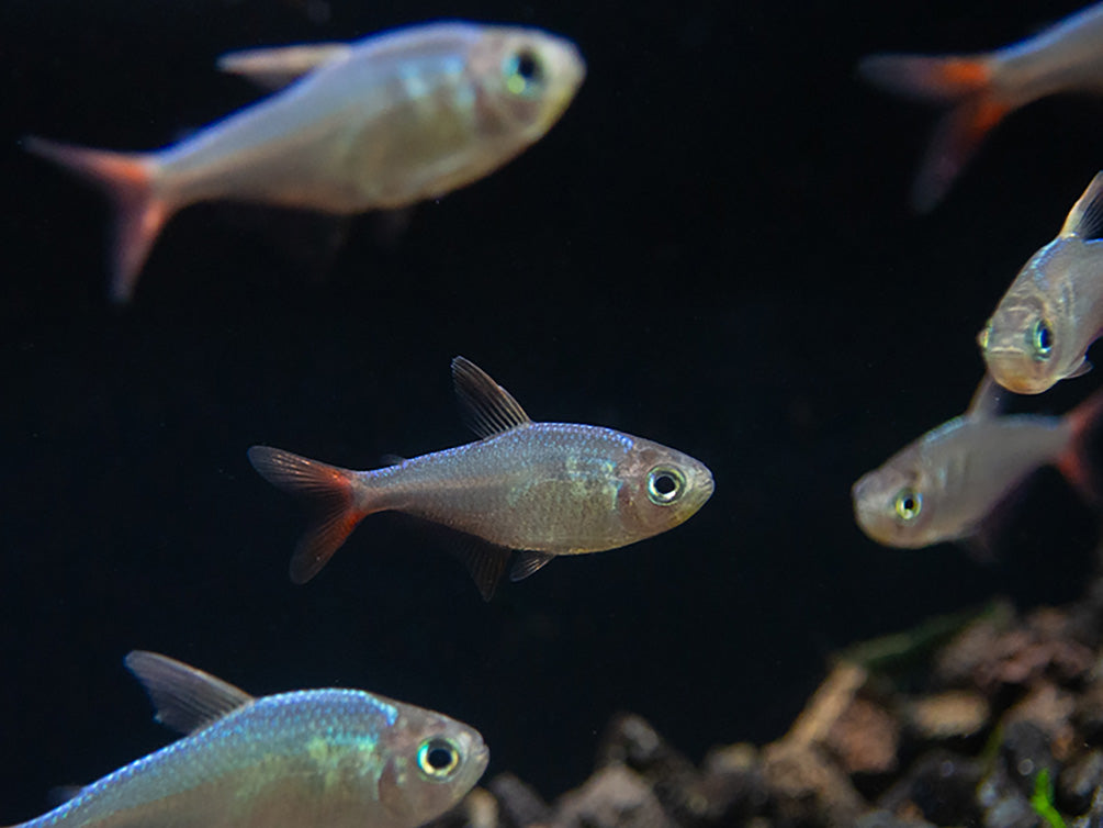 Red and Blue Colombian Tetra (Hyphessobrycon columbianus) - Tank Bred!