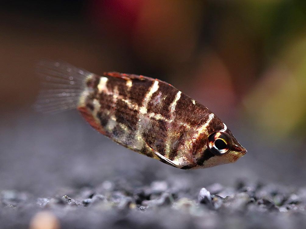Crossband Chocolate Gourami (Sphaerichthys selatanensis) – Tank Bred