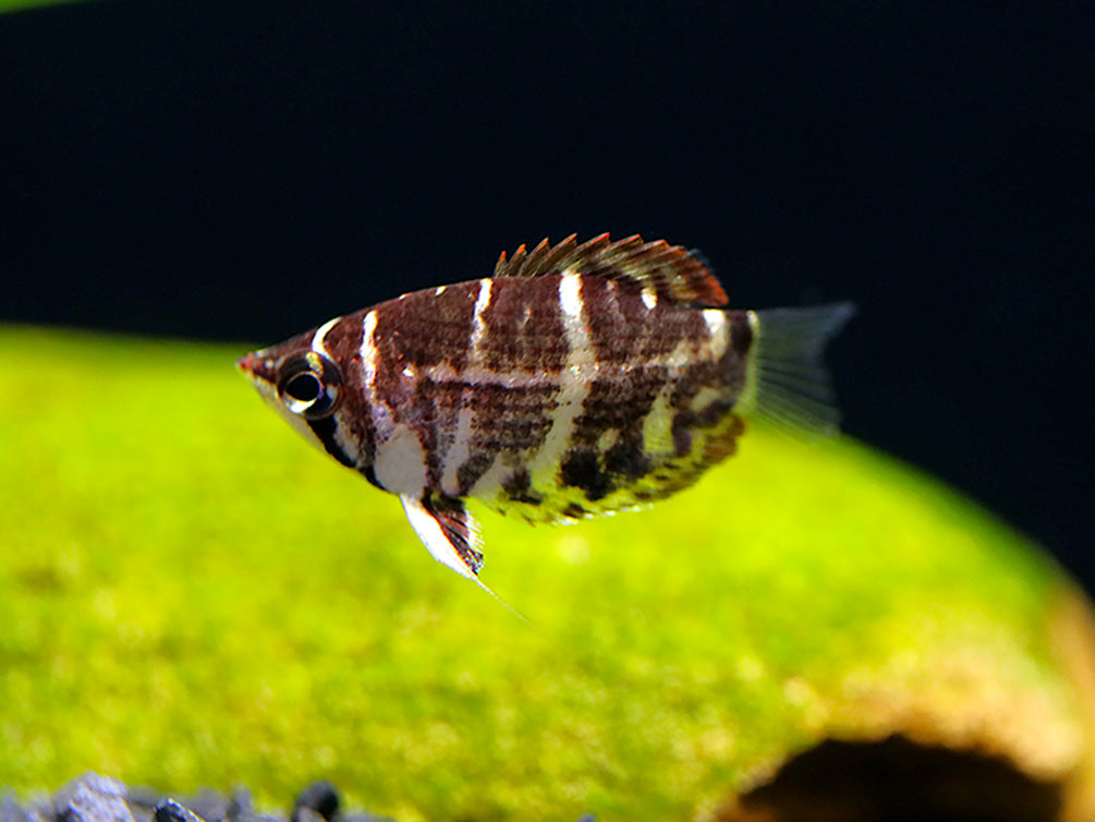 Crossband Chocolate Gourami (Sphaerichthys selatanensis) – Tank Bred